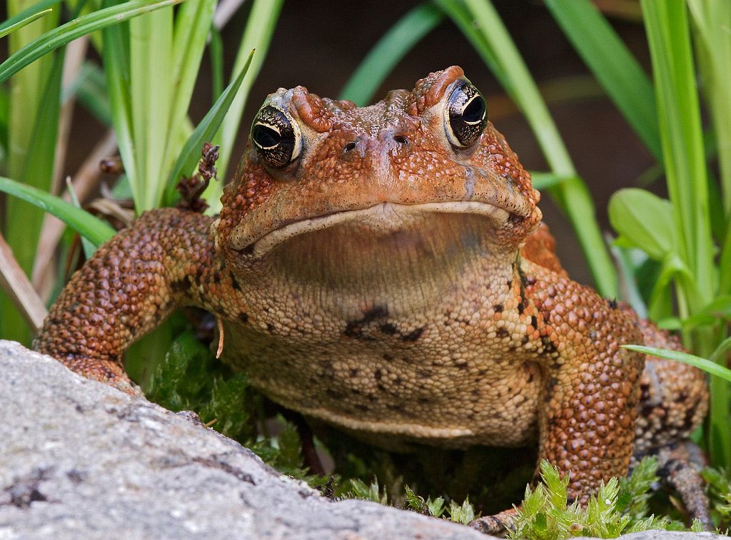 American Toad